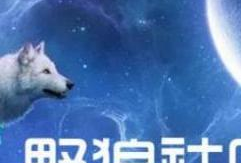 野狼社区视频,揭秘真实野性生活，探寻原始生存智慧
